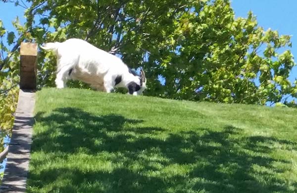 Roofing of the Goats